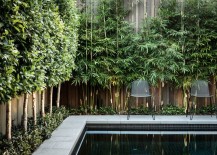10 plantas de privacidad para seleccionar su patio con estilo
