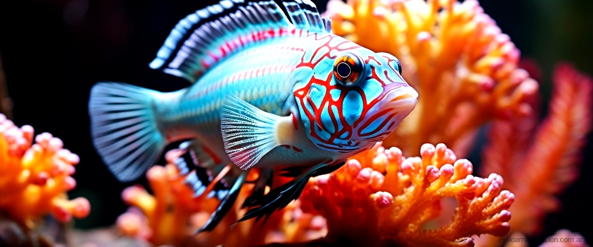 ¿Cuál es el pez más colorido del mundo?